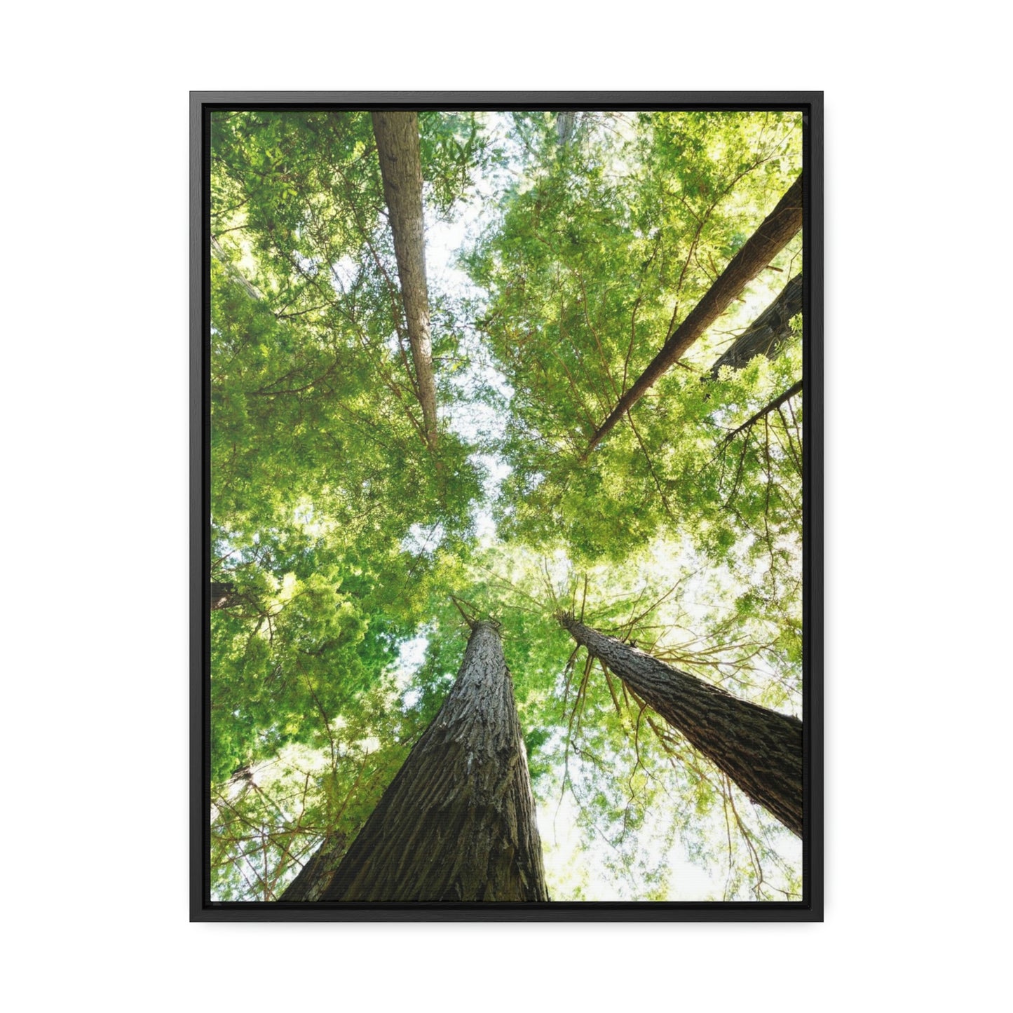 Framed Gallery Canvas Wrap